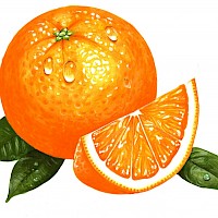 Orange Beauty - Foodillustrationen