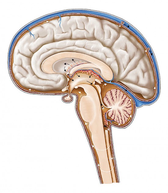 Anatomie Gehirn