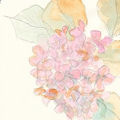 Hortensienblüte