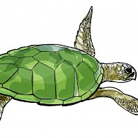Schildkröte