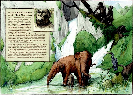 Nussknacker-Mensch und Mini-Mastodon