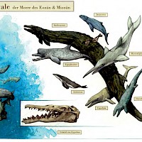 Raubwale des Eozäns und Miozäns